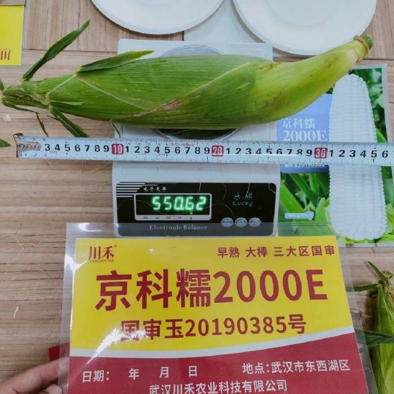 京科糯2000E糯玉米种子国审早熟甜糯大棒抗热白粘糯玉