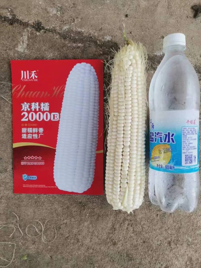 京科糯2000E糯玉米种子国审早熟甜糯大棒抗热白粘糯玉