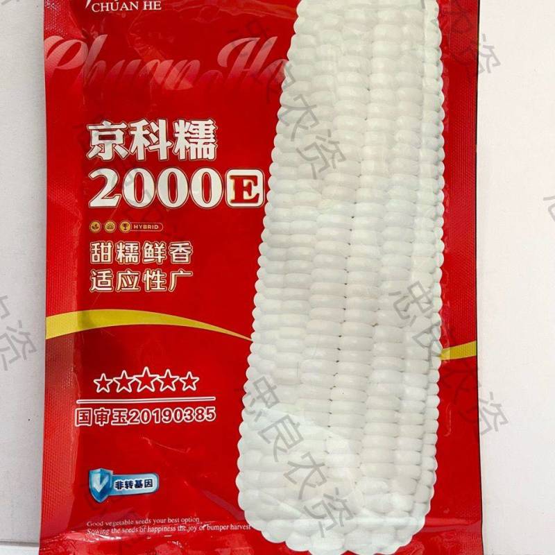 京科糯2000E糯玉米种子国审早熟甜糯大棒抗热白粘糯玉