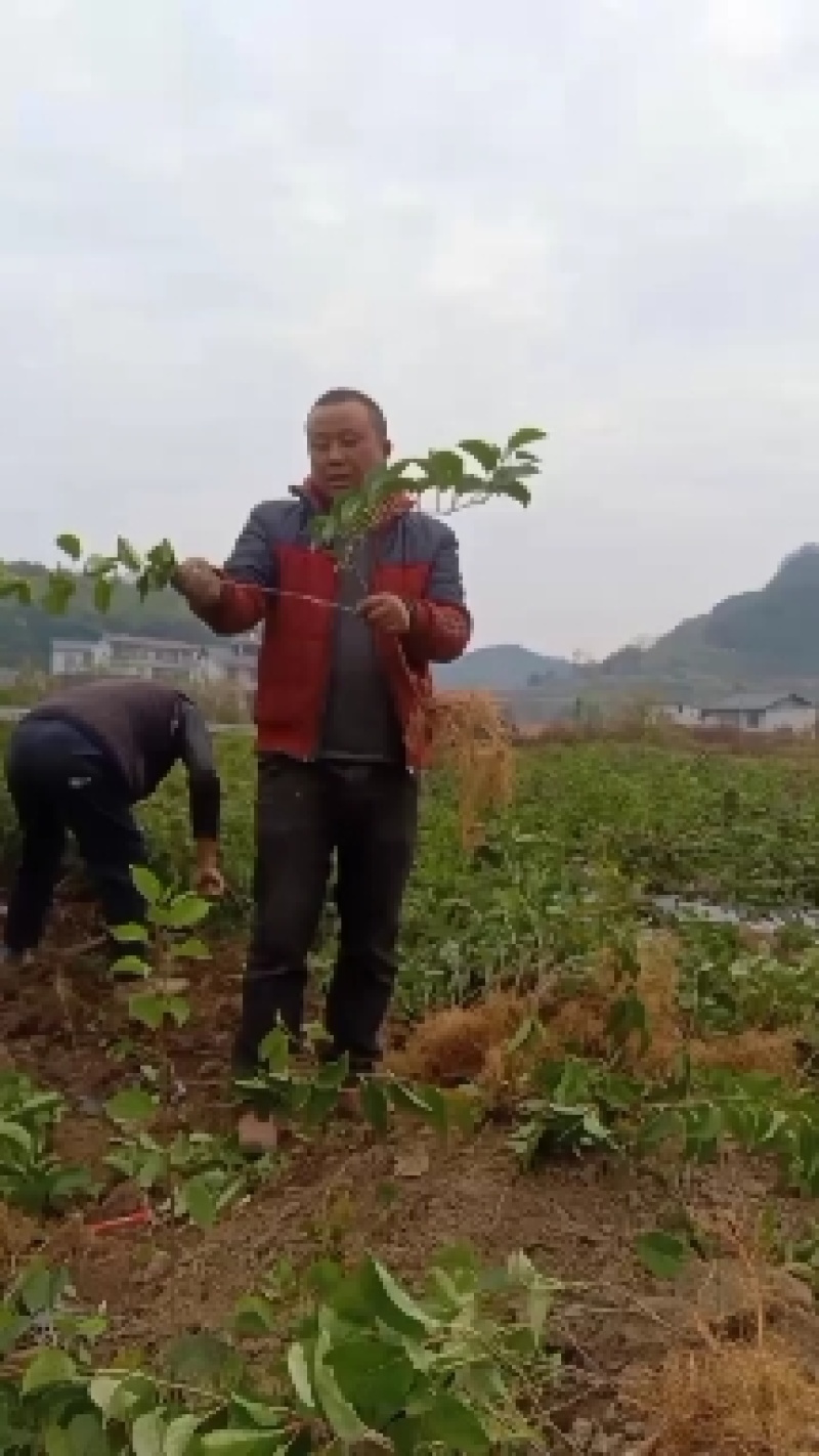 对萼小叶水杨桃嫁接红，黄，绿芯猕猴桃苗，根系发达成活率高