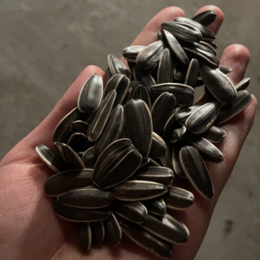 生熟葵花籽经营批发