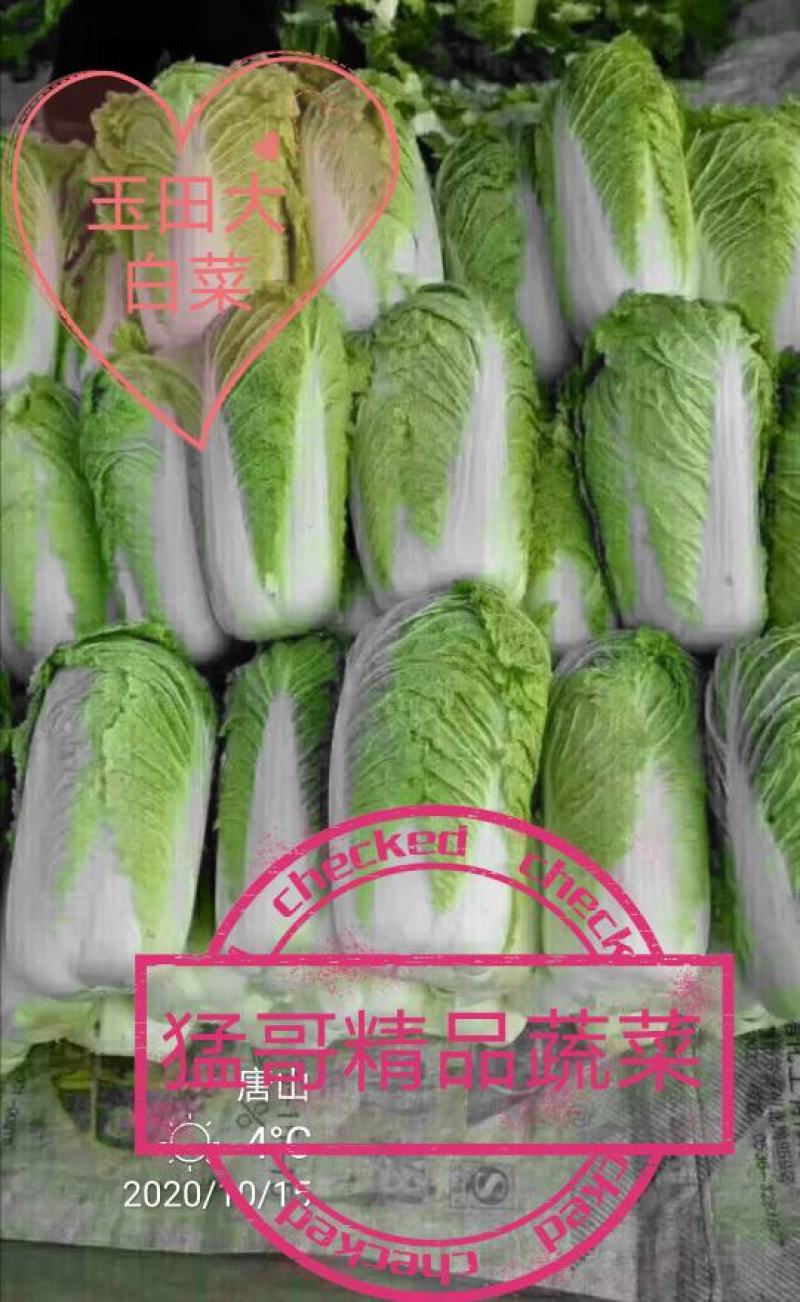 黄心白菜.河北玉田大一手货源，质量优益价格便宜，协办装车