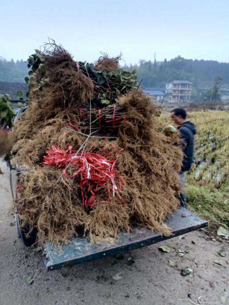 正宗对萼小叶水杨桃嫁接的东红猕猴桃苗欢迎各位老板采购