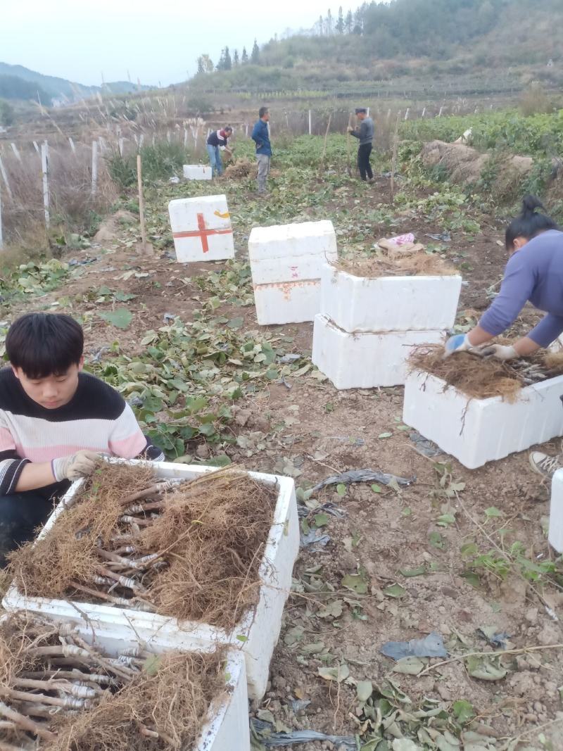 正宗对萼小叶水杨桃嫁接的东红猕猴桃苗欢迎各位老板采购