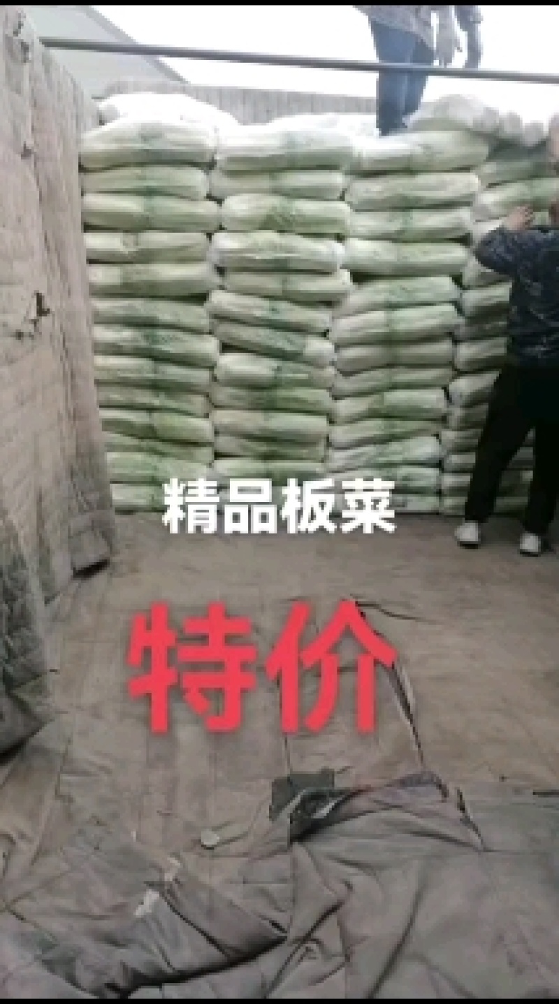 玉田白菜猛哥精品果蔬可视频看货散装袋装均可质量优益价格优