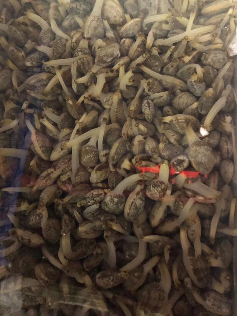 沙甲鲜活沙甲大量批发零售新鲜海甲海鲜贝类鲜活