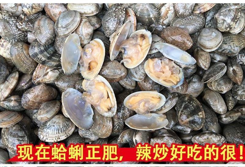 沙甲鲜活沙甲大量批发零售新鲜海甲海鲜贝类鲜活