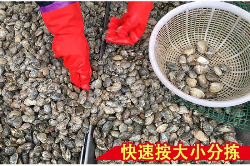 沙甲鲜活沙甲大量批发零售新鲜海甲海鲜贝类鲜活