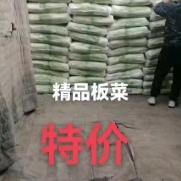 玉田大白菜北京三号白菜大量供货价格优惠质量优益散