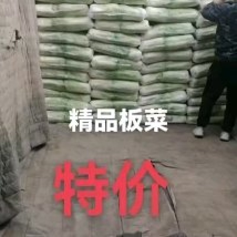 玉田大白菜北京三号白菜大量供货价格优惠质量优益散
