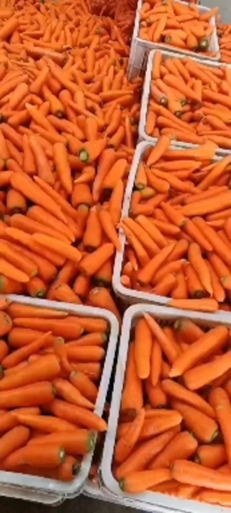 市场三红胡萝卜，支持各种包装，欢迎各位老板快速下单，量大