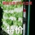 玉田大白菜北京三号白菜大量供货价格优惠质量优益散