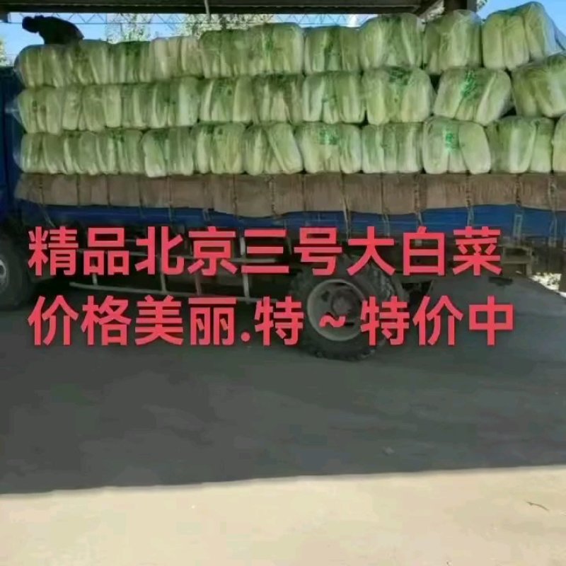 玉田大白菜北京三号白菜大量供货价格优惠质量优益散