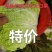 玉田大白菜北京三号白菜大量供货价格优惠质量优益散