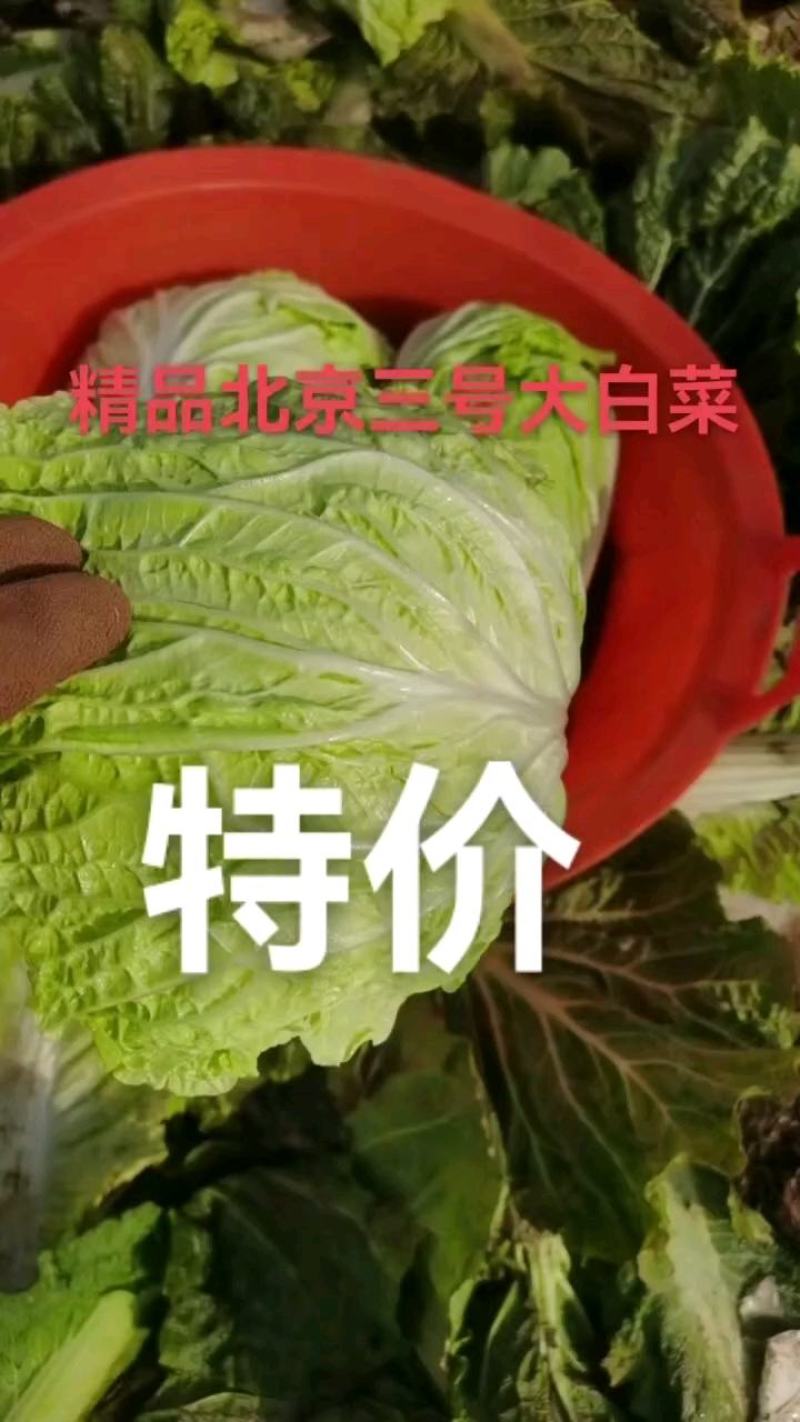 玉田大白菜北京三号白菜大量供货价格优惠质量优益散