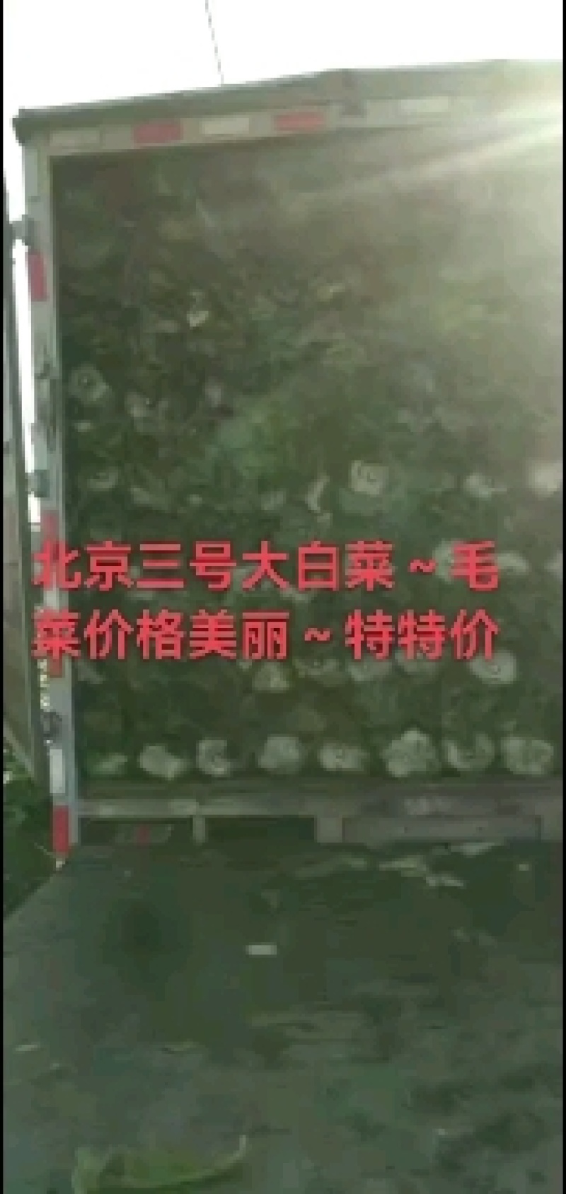 玉田大白菜北京三号白菜大量供货价格优惠质量优益散