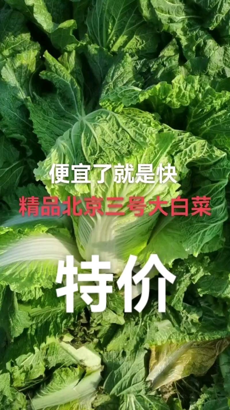 玉田大白菜北京三号白菜大量供货价格优惠质量优益散