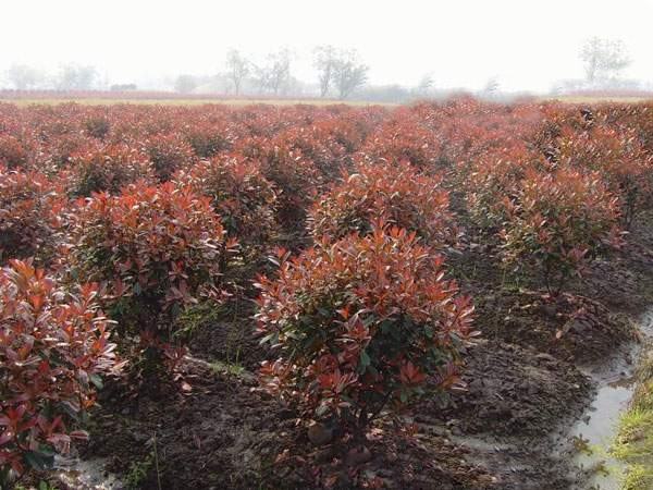 红叶石楠夏季遮阴养护实景图