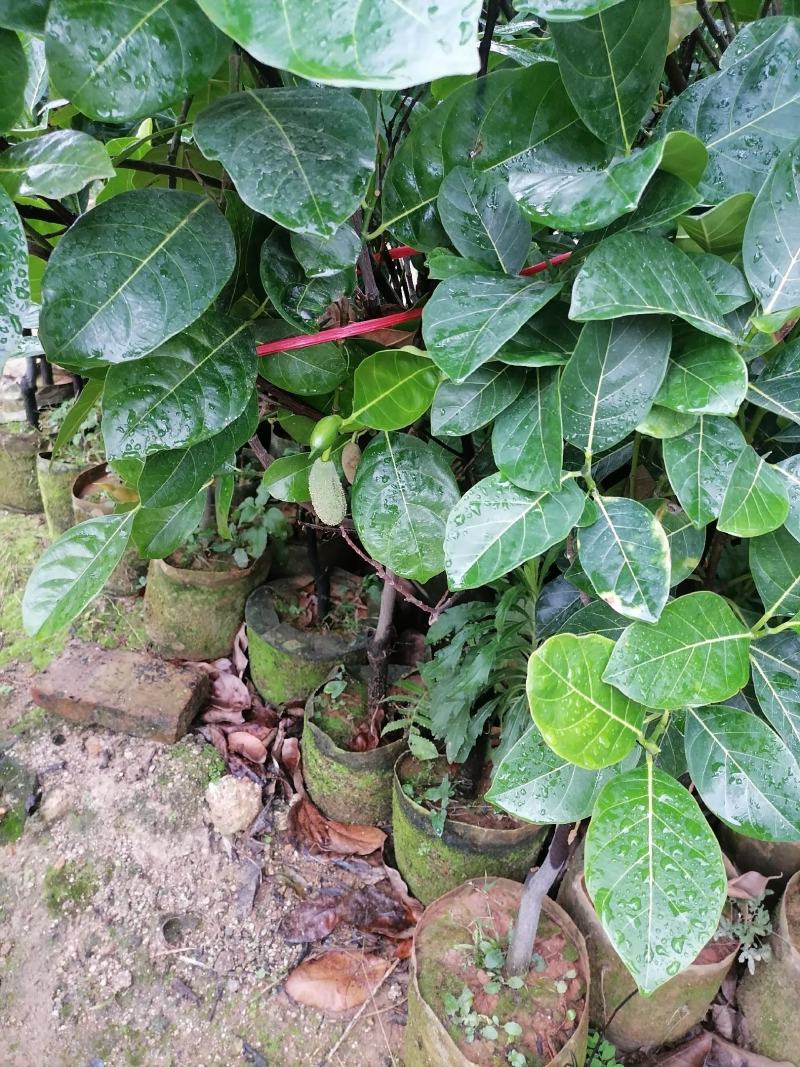 泰国红肉菠萝蜜越南红菠萝蜜袋装实生菠萝蜜