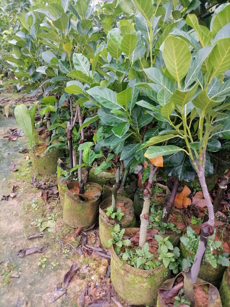 泰国红肉菠萝蜜越南红菠萝蜜袋装实生菠萝蜜