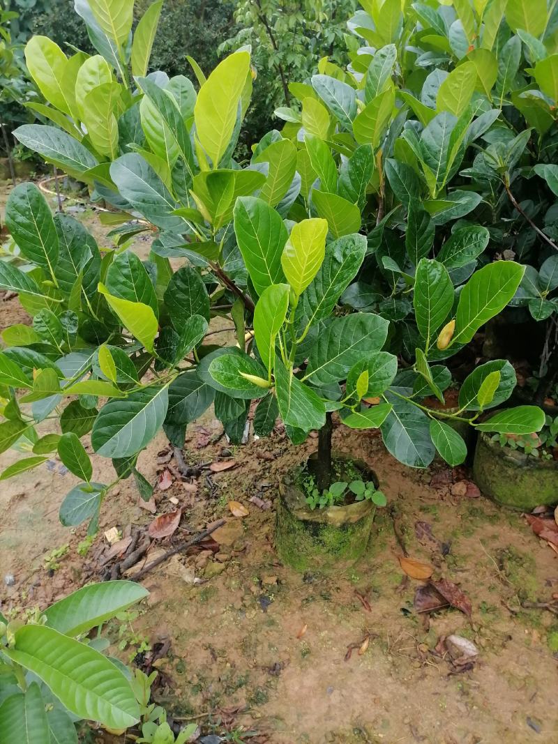 泰国红肉菠萝蜜越南红菠萝蜜袋装实生菠萝蜜