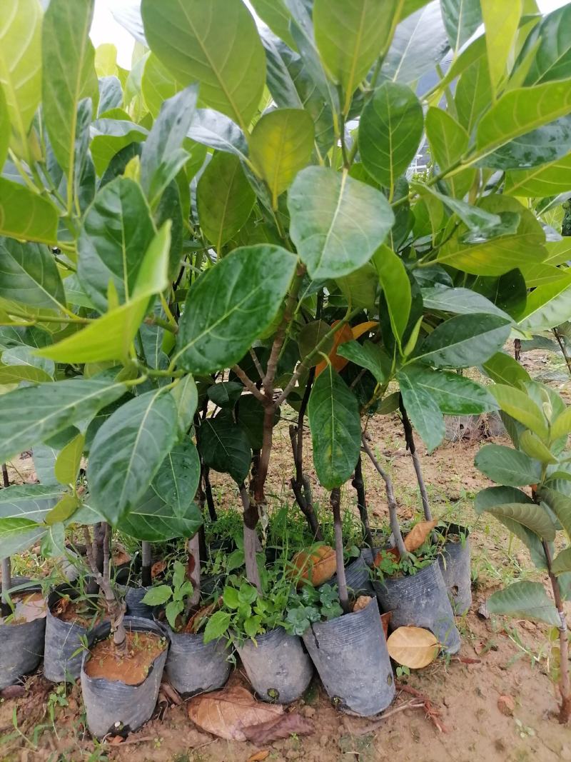 泰国红肉菠萝蜜越南红菠萝蜜袋装实生菠萝蜜