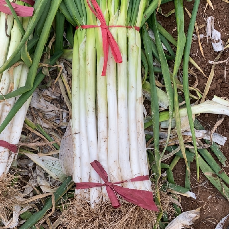 精品长白大葱，杆直白长好货上市