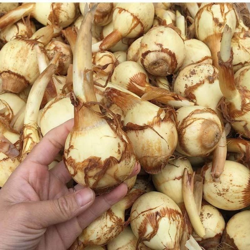 湖北农家茨菇现挖扁茨菇5斤一箱慈姑茨天门茨菇
