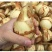 湖北农家茨菇现挖扁茨菇5斤一箱慈姑茨天门茨菇