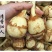 湖北农家茨菇现挖扁茨菇5斤一箱慈姑茨天门茨菇
