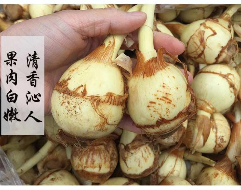 湖北农家茨菇现挖扁茨菇5斤一箱慈姑茨天门茨菇