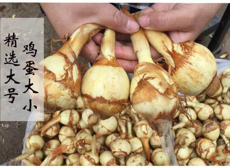 湖北农家茨菇现挖扁茨菇5斤一箱慈姑茨天门茨菇