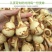 湖北农家茨菇现挖扁茨菇5斤一箱慈姑茨天门茨菇