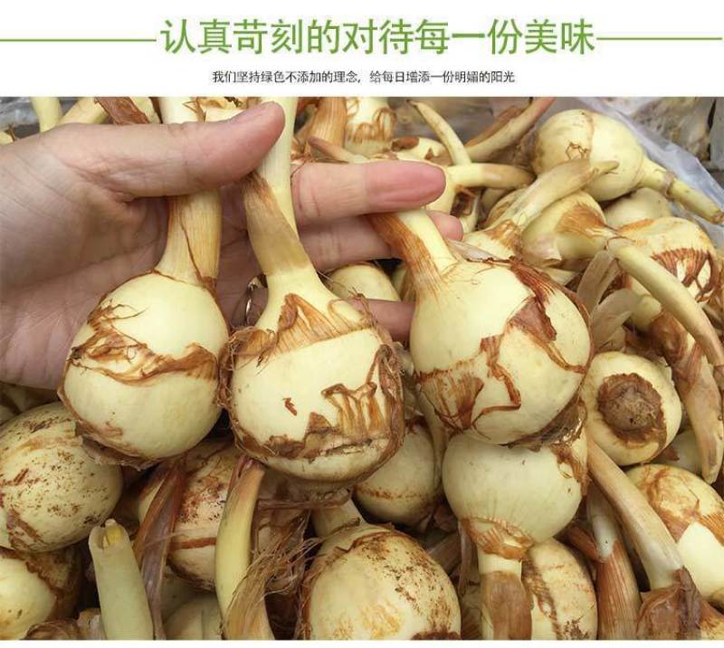 湖北农家茨菇现挖扁茨菇5斤一箱慈姑茨天门茨菇