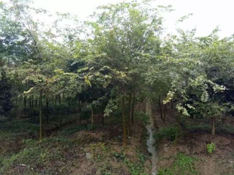 红榉苗