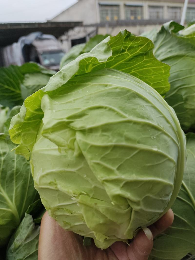 河南甘蓝大量上市/对接市场商超食堂全国发货