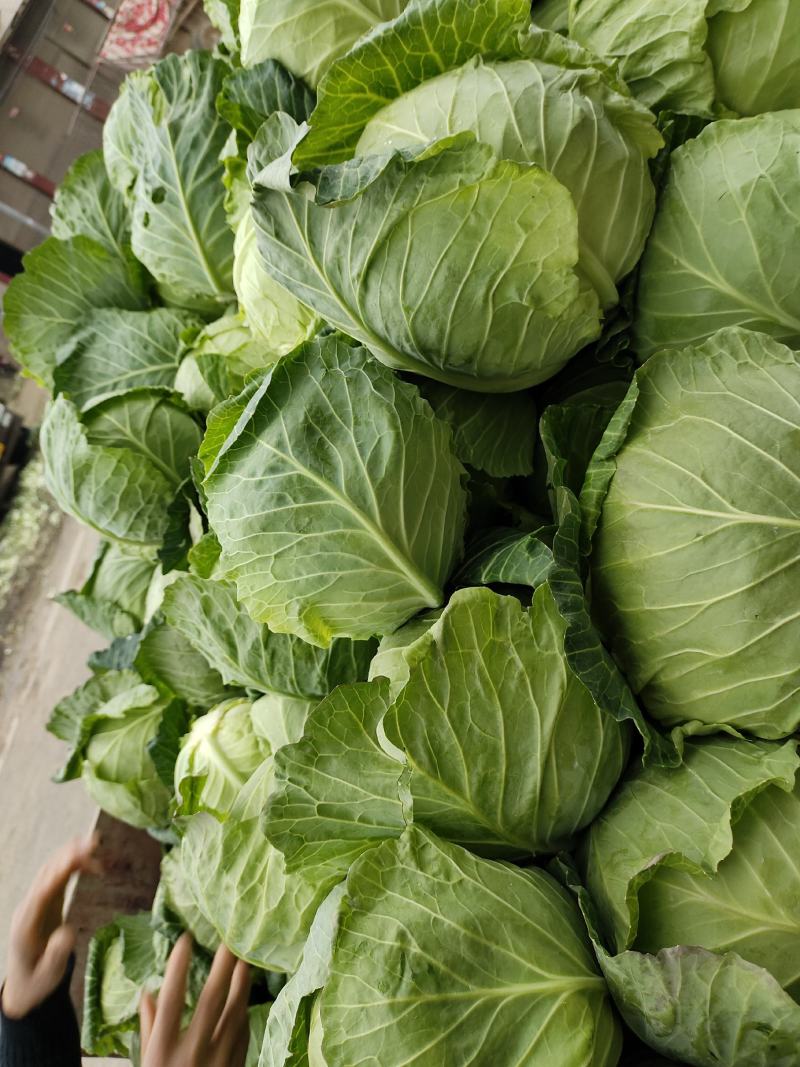 河南甘蓝大量上市/对接市场商超食堂全国发货