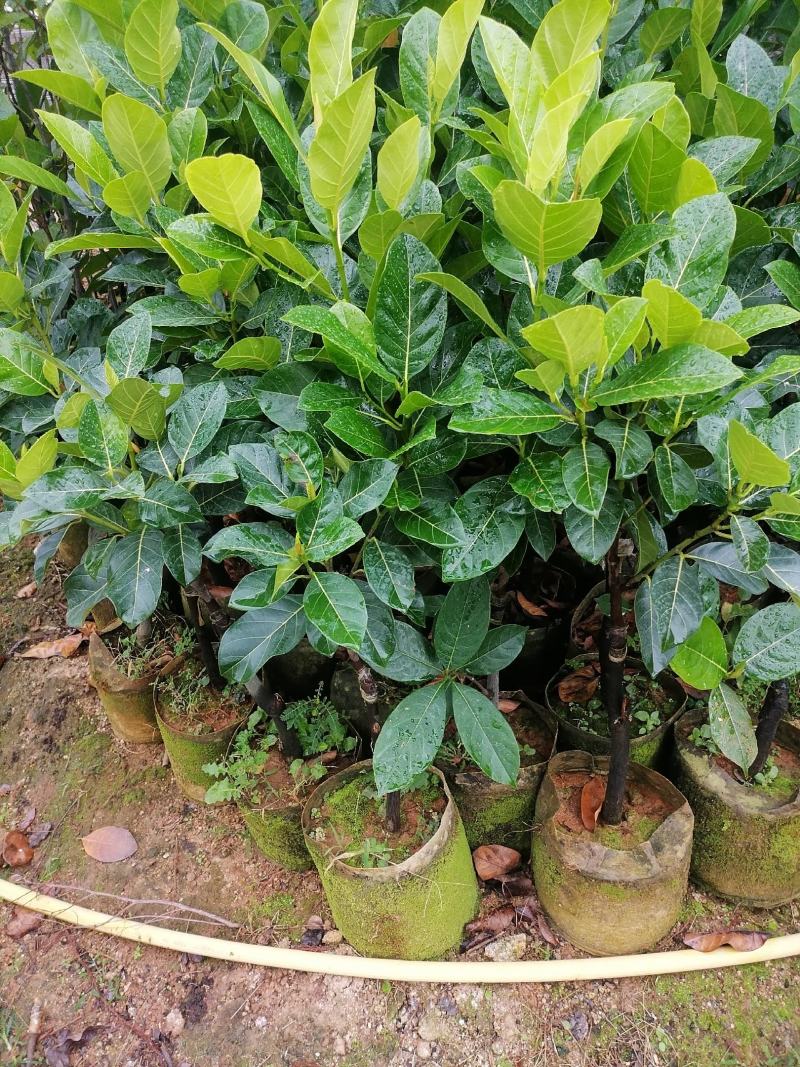 泰国红肉菠萝蜜越南红菠萝蜜袋装实生菠萝蜜