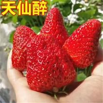 天仙醉脱毒草莓苗优质品种，果子大产量高，易成活，包邮，