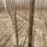 楸树苗/梓树苗，3-18公分200万棵供应，河南基地自销