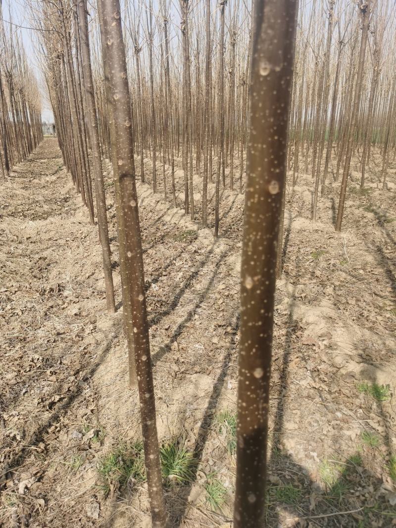 楸树苗/梓树苗，3-18公分200万棵供应，河南基地自销