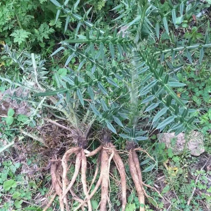 云南马刺根大量上市，几百吨！