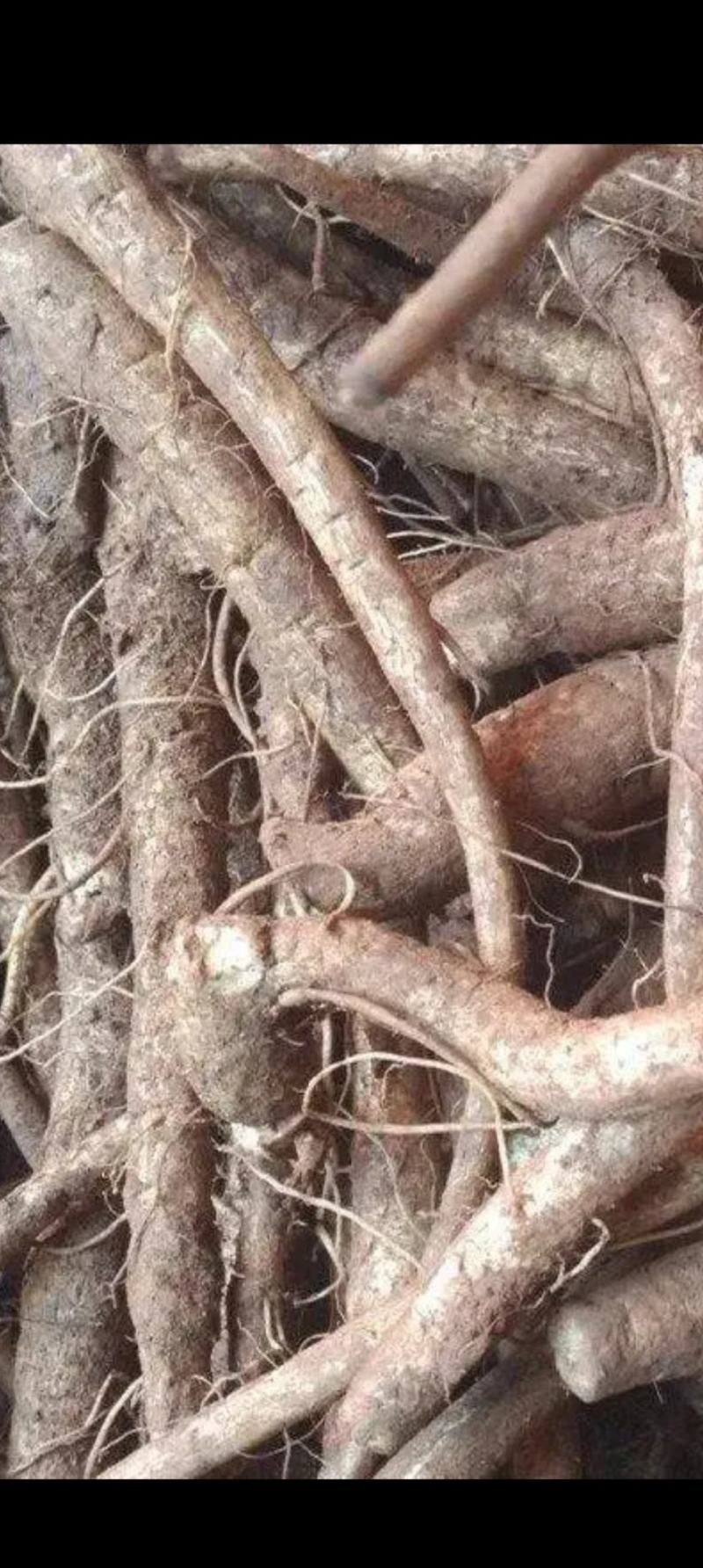 云南马刺根大量上市，几百吨！