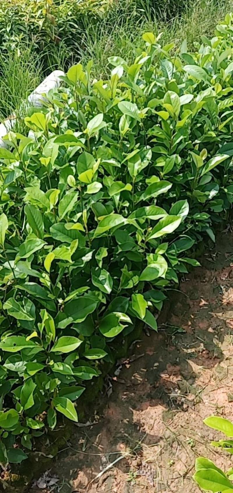 楠木苗包技术.无病毒.假一赔百