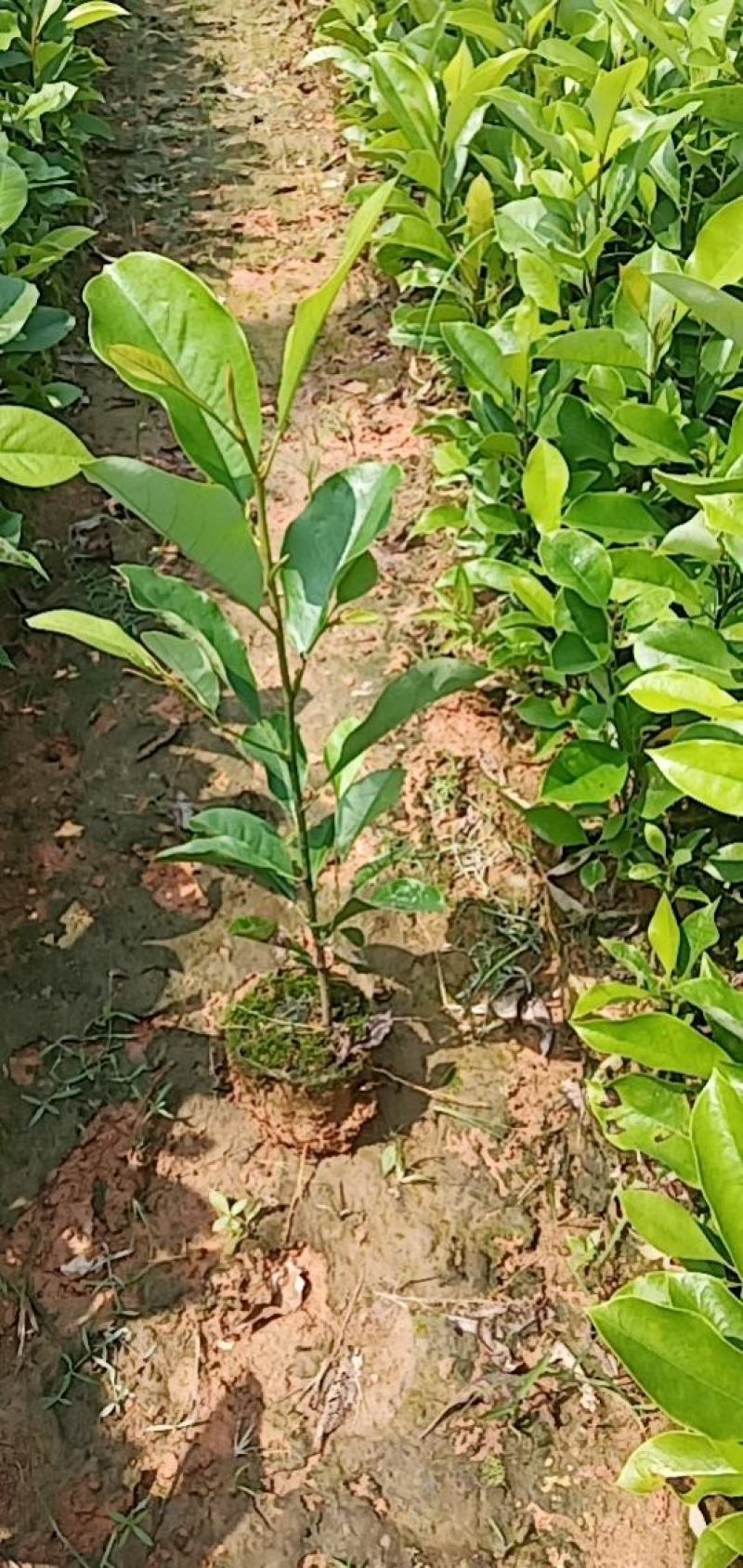 楠木苗包技术.无病毒.假一赔百