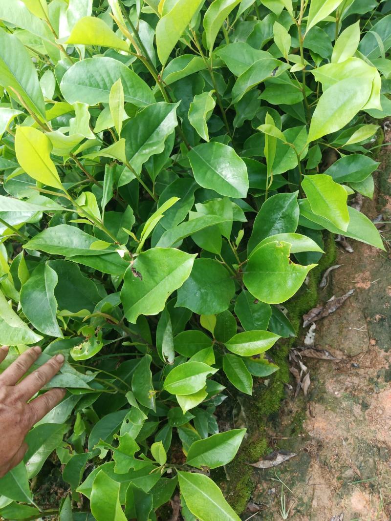 楠木苗包技术.无病毒.假一赔百