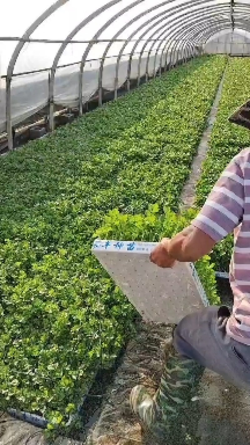 【精品货源】芹菜苗基地直供包成活电话可优惠全国供应