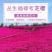 芝樱花种子福禄考花丛生各色多年生耐寒花卉工程绿化庭院景观