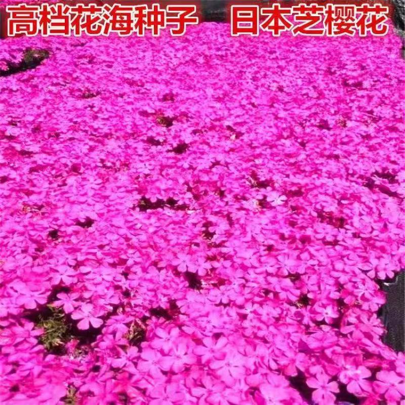 芝樱花种子福禄考花丛生各色多年生耐寒花卉工程绿化庭院景观