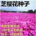 芝樱花种子福禄考花丛生各色多年生耐寒花卉工程绿化庭院景观
